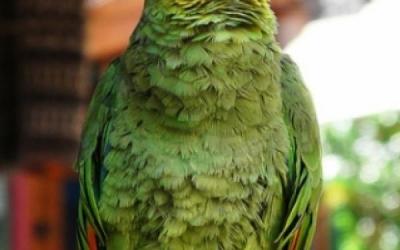 size1_46750_loro