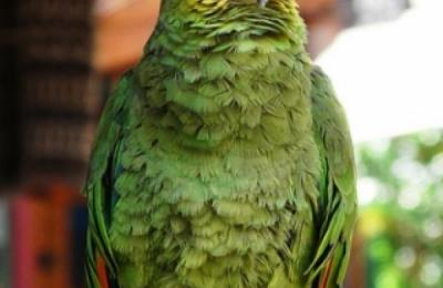 size1_46750_loro