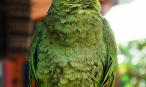 size1_46750_loro