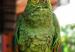 size1_46750_loro
