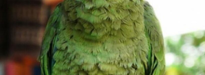 size1_46750_loro