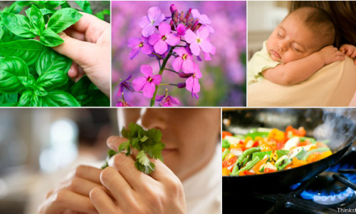 130702113739_smell_and_taste_624x351_thinkstock