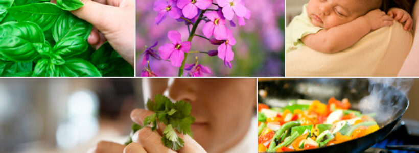 130702113739_smell_and_taste_624x351_thinkstock