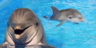 6a00d834518de369e20192ac268289970d-800wi_delfines