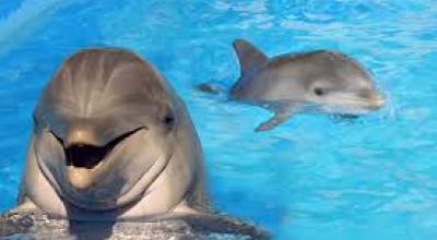 6a00d834518de369e20192ac268289970d-800wi_delfines