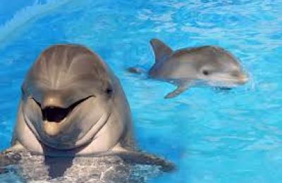 6a00d834518de369e20192ac268289970d-800wi_delfines