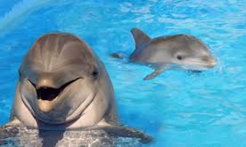 6a00d834518de369e20192ac268289970d-800wi_delfines