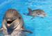 6a00d834518de369e20192ac268289970d-800wi_delfines