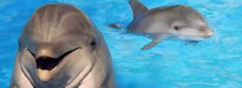 6a00d834518de369e20192ac268289970d-800wi_delfines