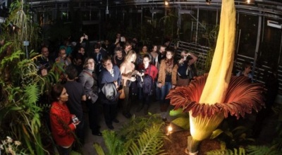 Amorphophallus-tintanum
