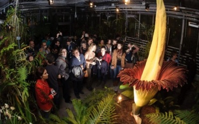 Amorphophallus-tintanum