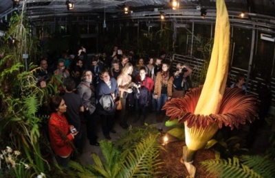 Amorphophallus-tintanum