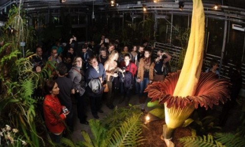 Amorphophallus-tintanum