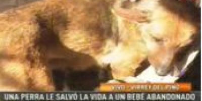 Perra_le_salva_la_vida_a_un_bb