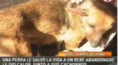 Perra_le_salva_la_vida_a_un_bb