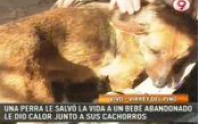 Perra_le_salva_la_vida_a_un_bb