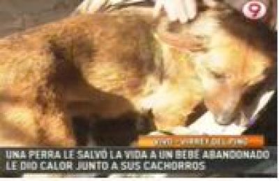Perra_le_salva_la_vida_a_un_bb