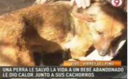 Perra_le_salva_la_vida_a_un_bb
