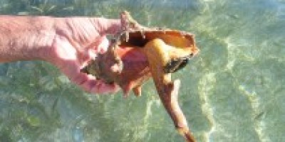 0_a_lambi_210_120