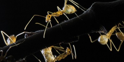 ants-960x623