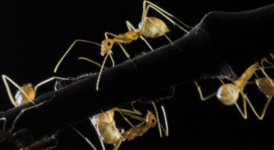 ants-960x623