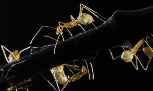 ants-960x623