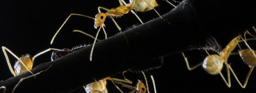 ants-960x623