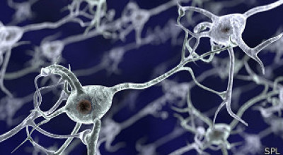 cocaina_y_neuronas