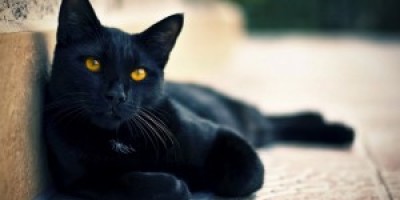 gato-mala-suerte-300x166