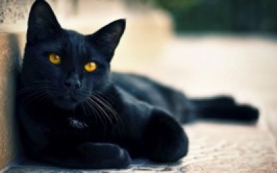 gato-mala-suerte-300x166