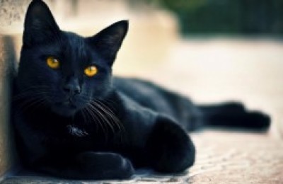 gato-mala-suerte-300x166