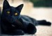 gato-mala-suerte-300x166