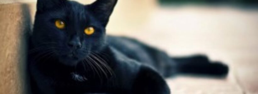 gato-mala-suerte-300x166