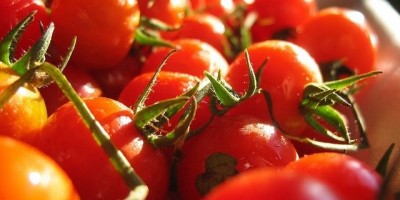 tomatoes