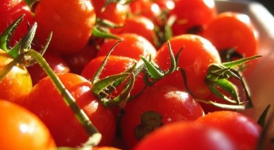 tomatoes