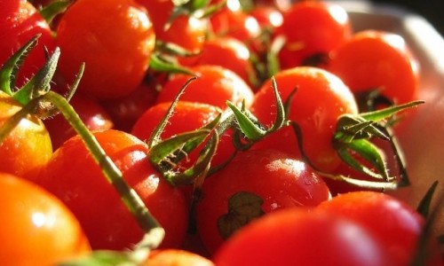 tomatoes
