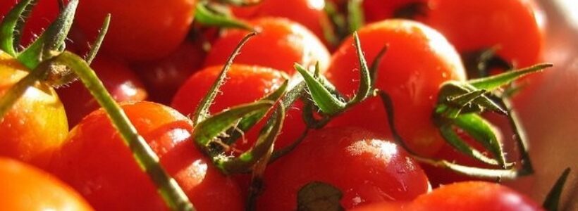 tomatoes