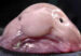 130912113528_pez_borron_624x351_rex_nocredit