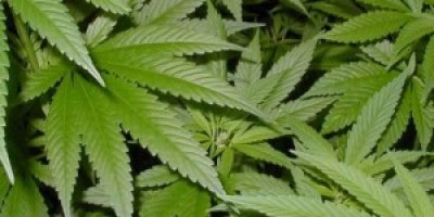 Marihuana-300x211