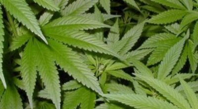 Marihuana-300x211