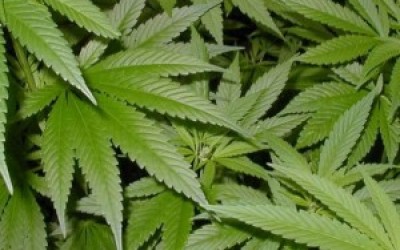 Marihuana-300x211