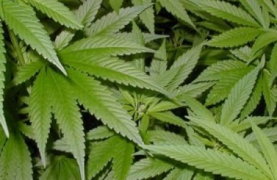 Marihuana-300x211