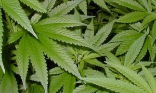 Marihuana-300x211