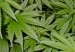 Marihuana-300x211