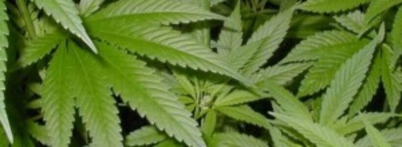 Marihuana-300x211