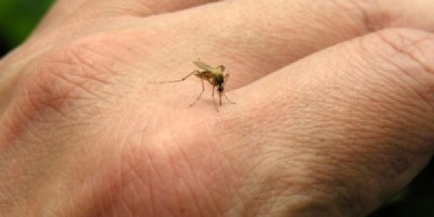 mosquitos-cropped