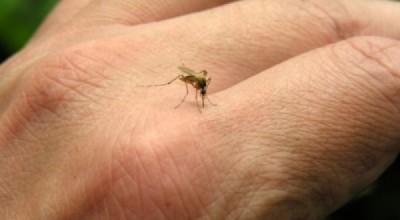 mosquitos-cropped