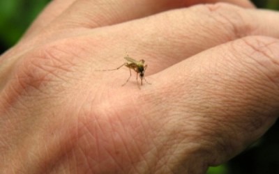 mosquitos-cropped