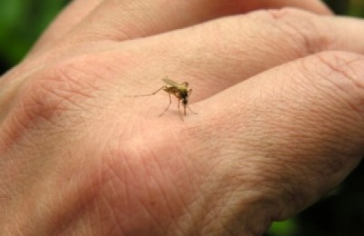 mosquitos-cropped