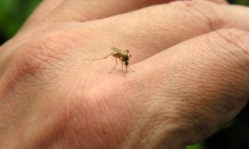mosquitos-cropped